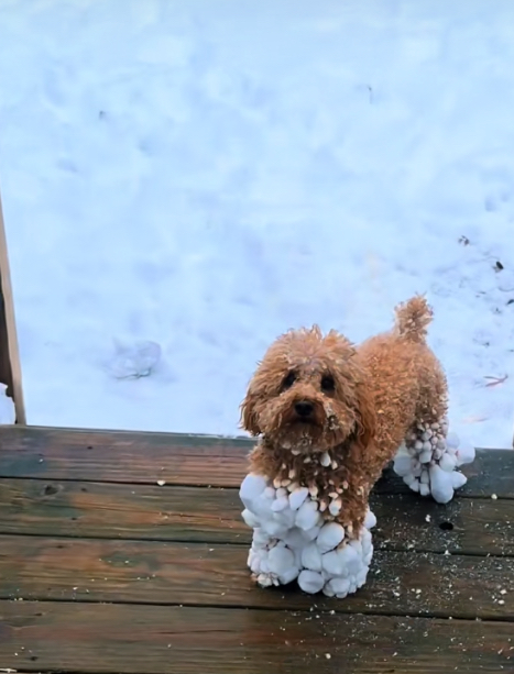 Snowlanta - embracing a snowstorm frolicking