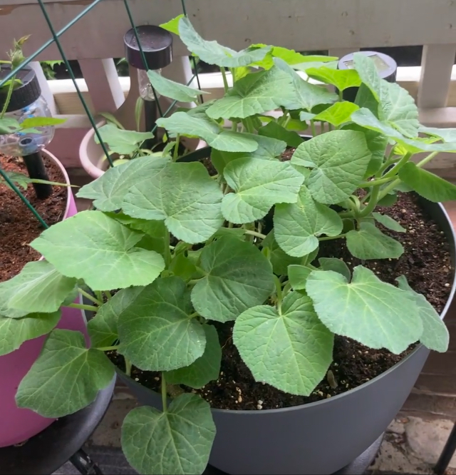 Patio Garden -Butternut Squash plant from seed